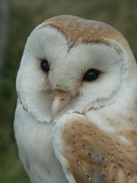 Barn Owl