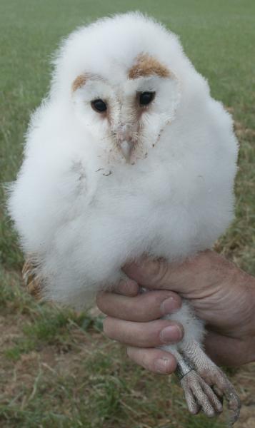 Barn Owl chick