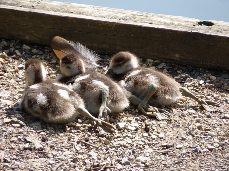 Baby Egyptian Geese by Paul Beckett.jpg