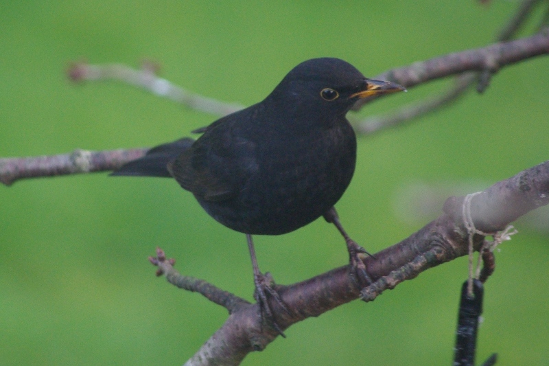 Blackbird