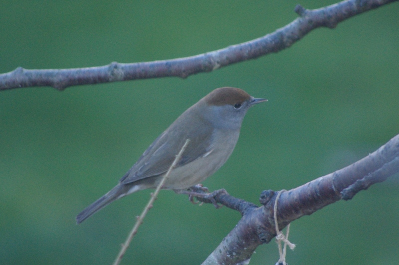 Blackcap.jpg