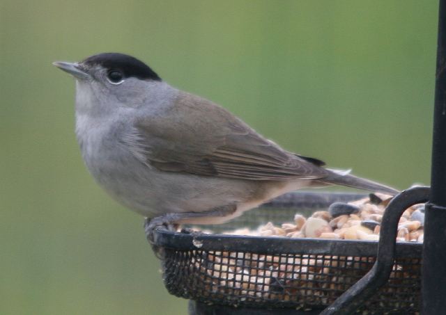 Blackcap_1 by Derek Cashen.JPG