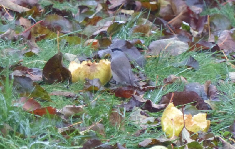 Blackcap_on_apples.JPG