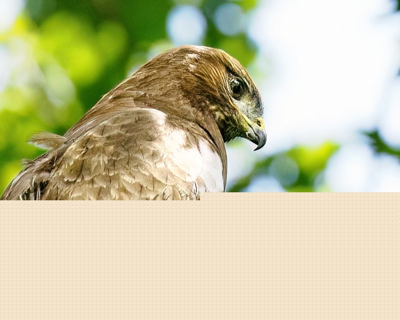 Buzzard B.jpg