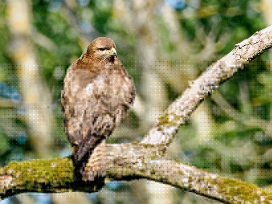 Buzzard June 2024.jpg
