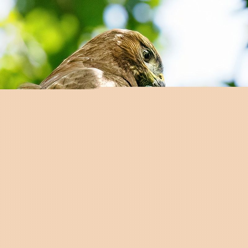 Buzzard.jpg