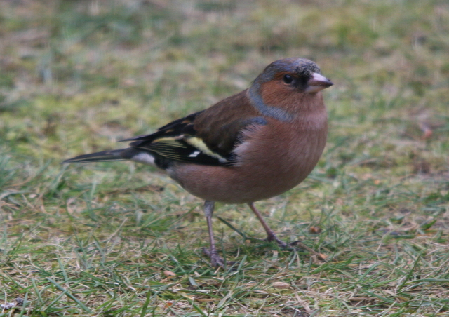 Chaffinch by Derek Cashen.JPG