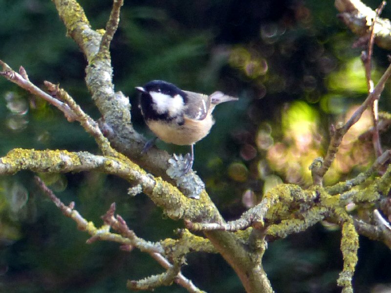 Coal Tit.jpg