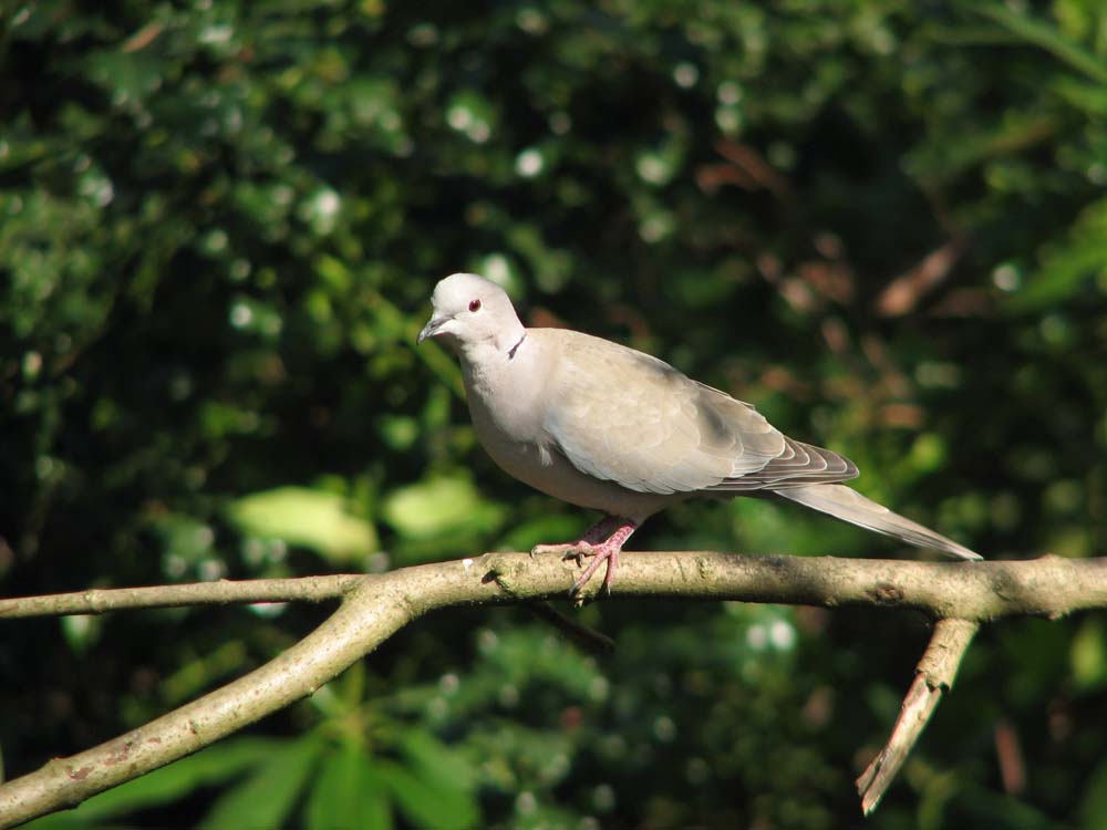 Collared Dove Ray Reedman.jpg