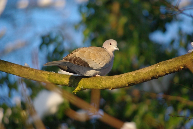 Collared Dove2.jpg