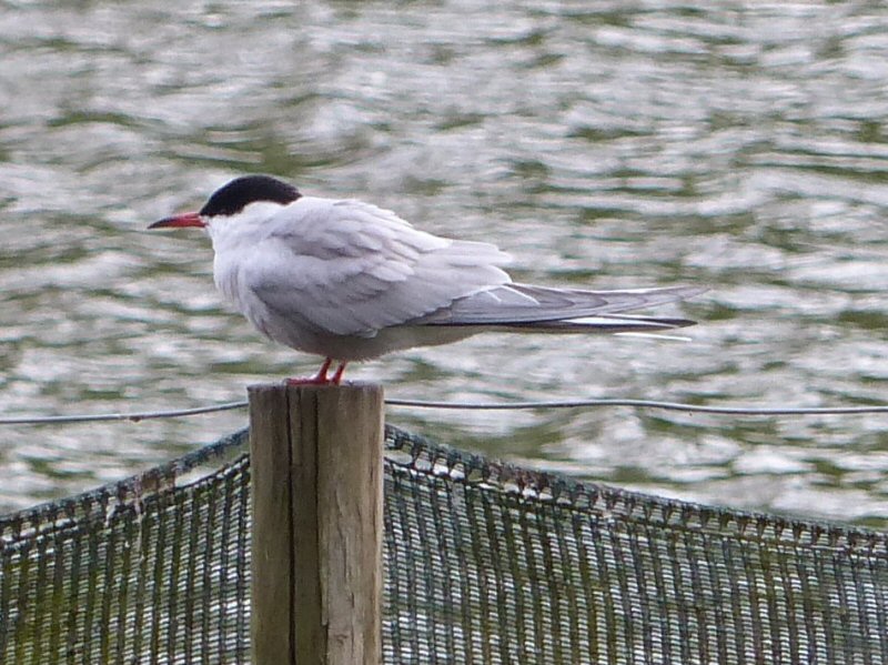 Common Tern