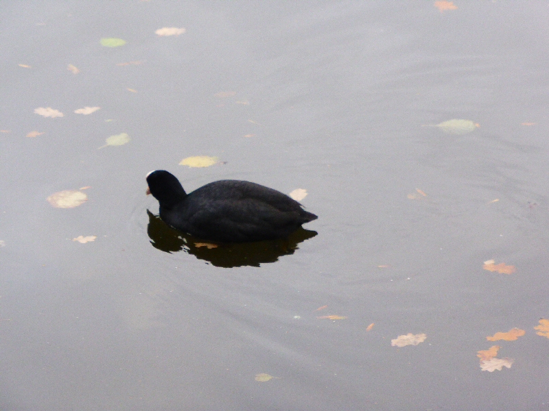 Coot Maiden Erlegh Lake Dec 2015.jpg