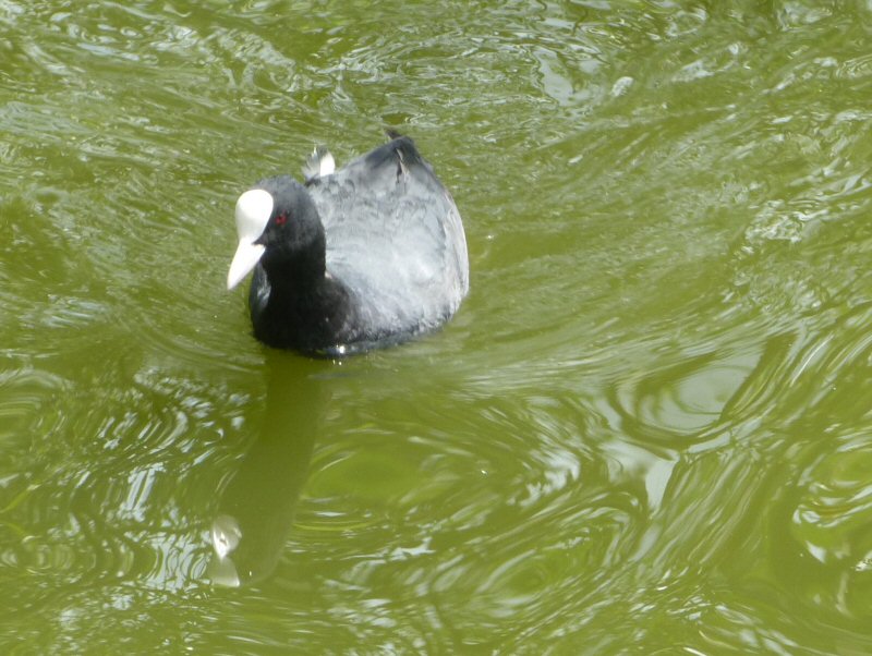 coot