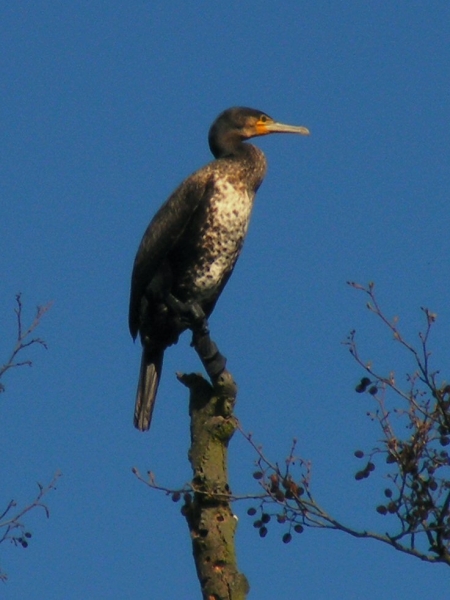 cormorant