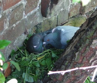 Feral Pigeons Ray Reedman.jpg