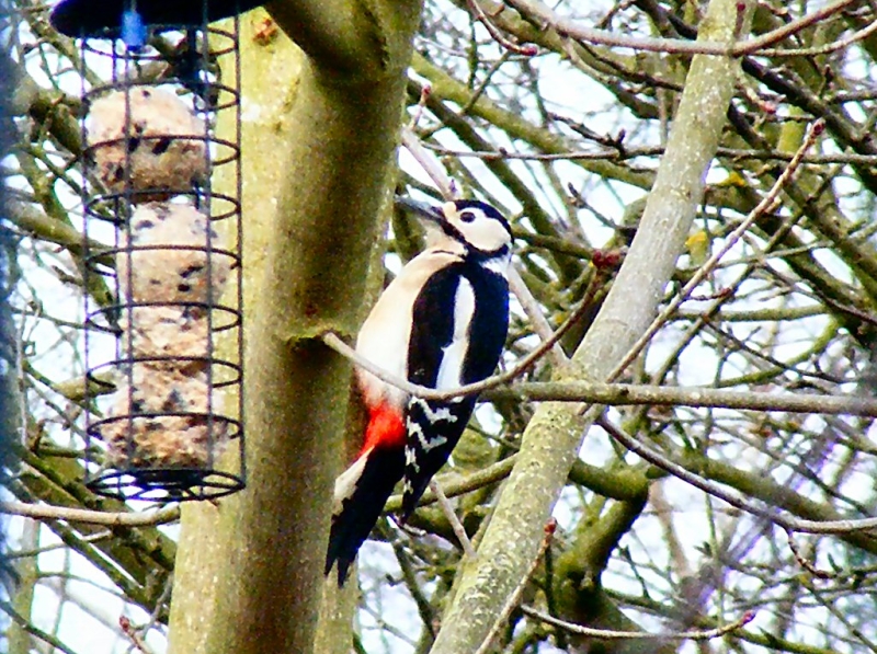 Great spotted woodpecker