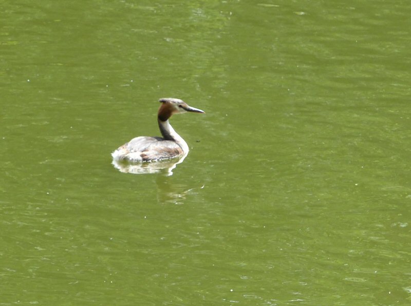 Great Crested Grebe