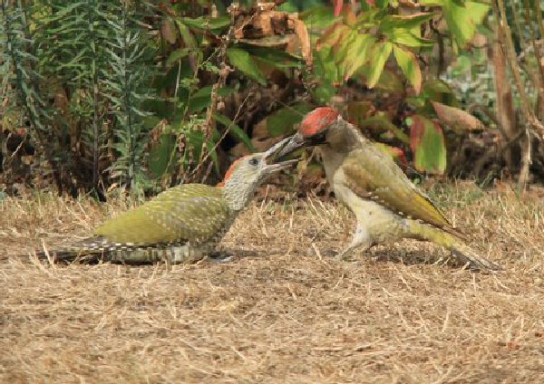 Green woodpeckers.jpg