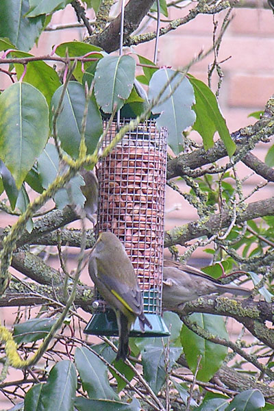 Greenfinch.jpg