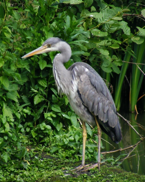 heron