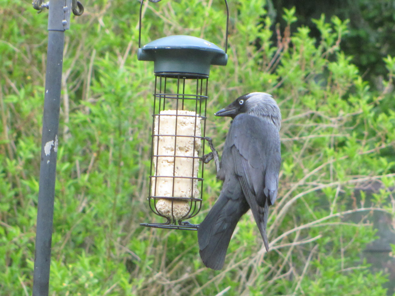 Jackdaw