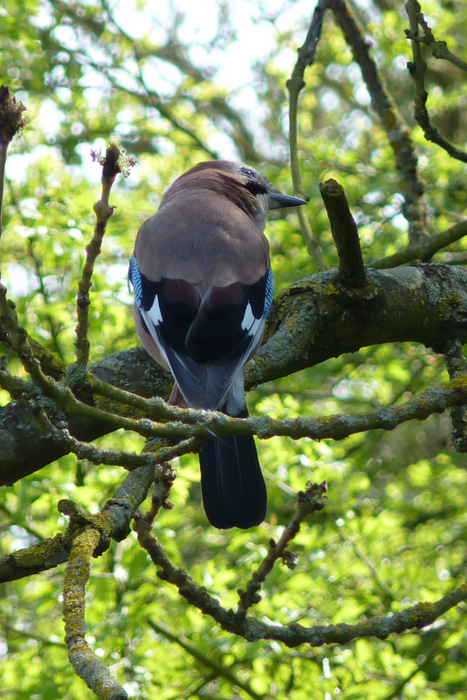 Jay by Paul Beckett.jpg