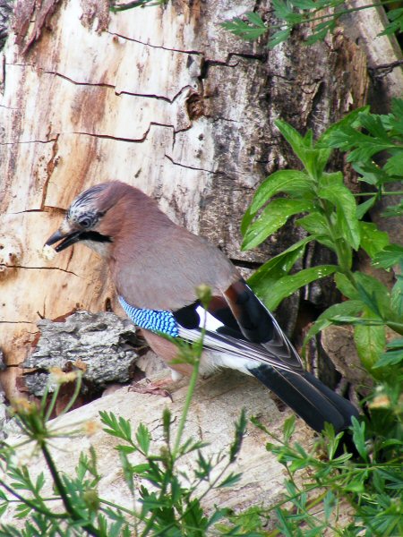 Jay by Steven Day.jpg