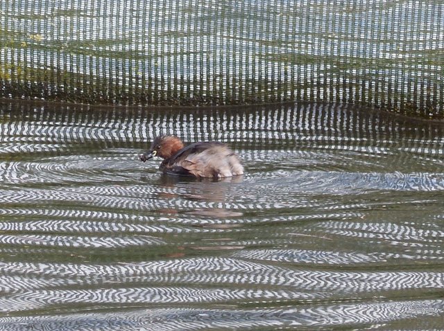 Little Grebe.JPG