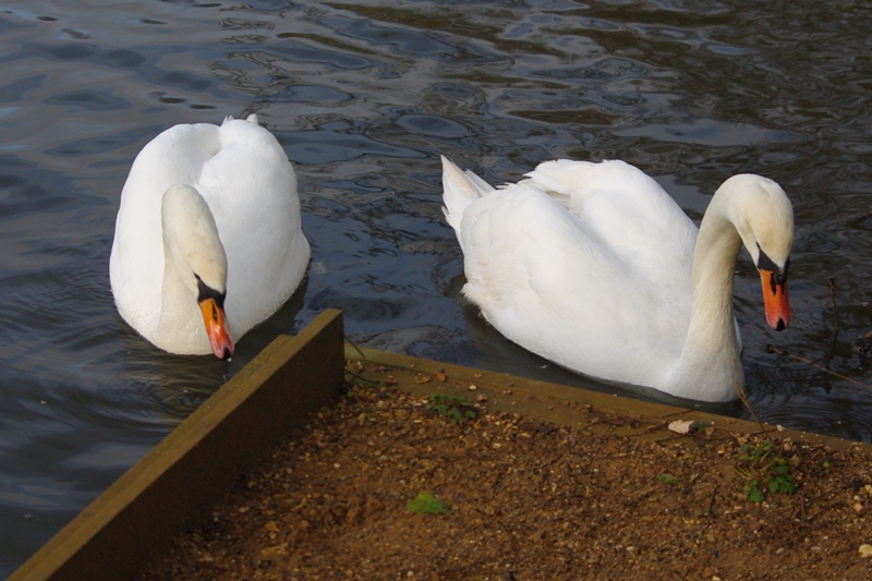 swans