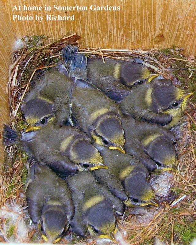 Nestbox with bluetits Somerton Gdns.jpg