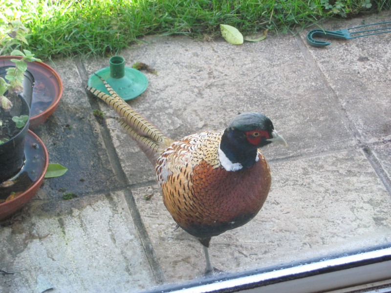 pheasant