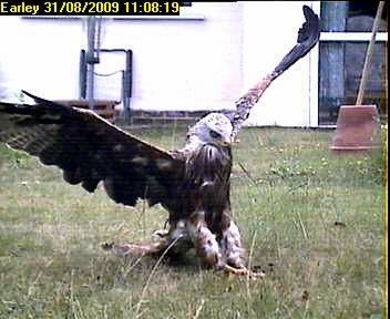 Red Kite 1 by Joe Dray.jpg