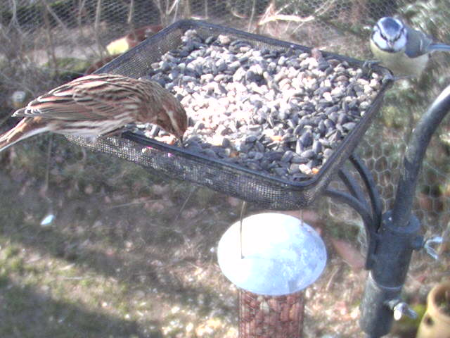 ReedBunting and Tit.jpg