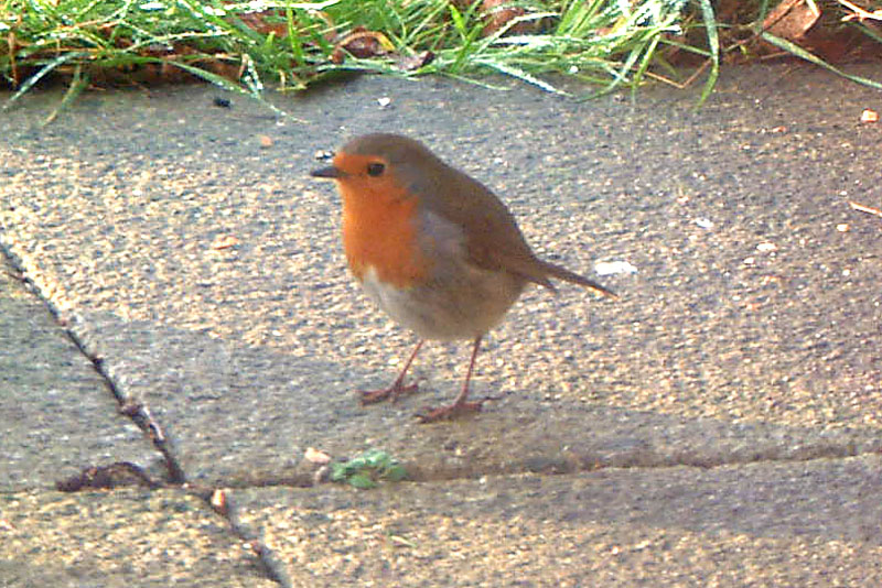 robin