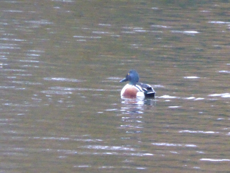 Shoveller Maiden Erlegh Lake Dec 2015.jpg