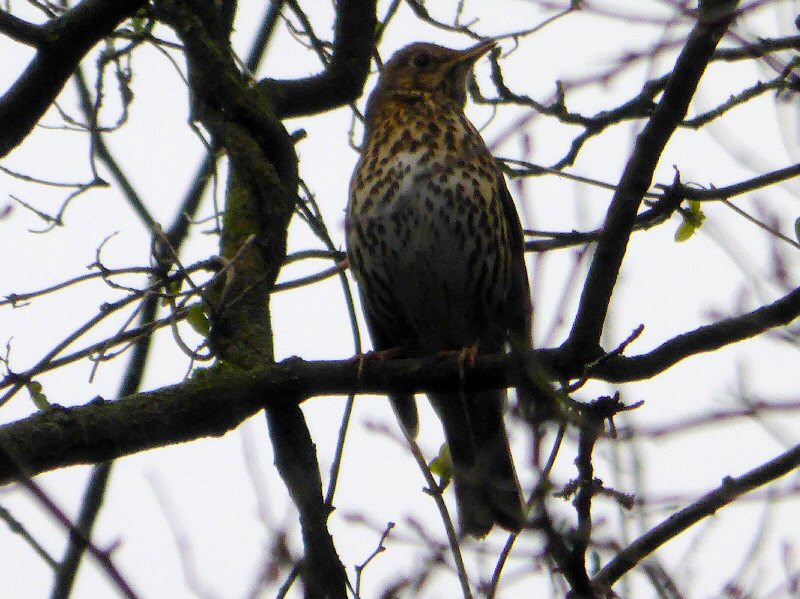 SongThrush.JPG