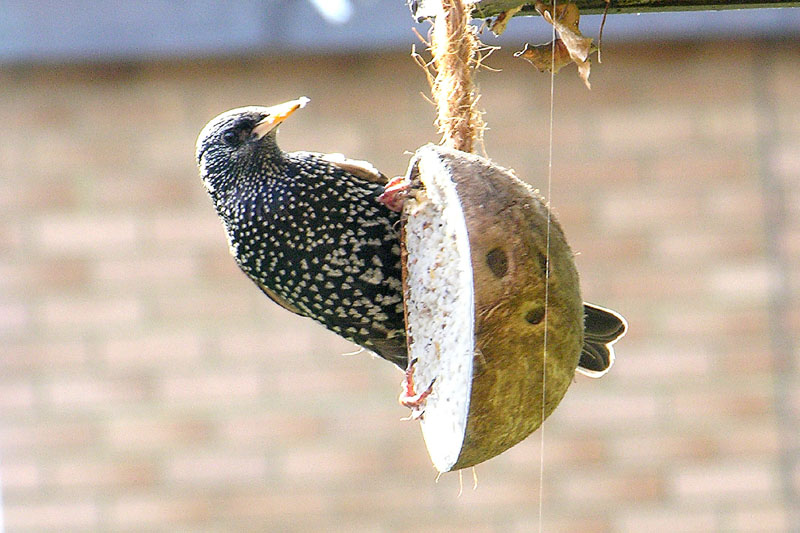 Starling On Coconut.jpg