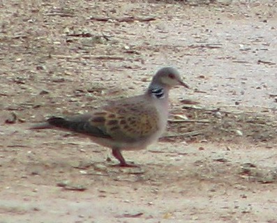 Turtle Dove Ray Reedman.jpg