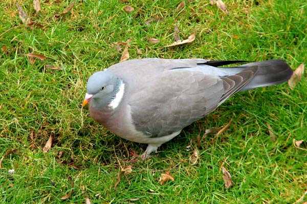 wood pigeon