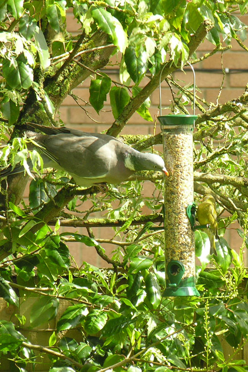 WoodPidgeon on Feeder.jpg