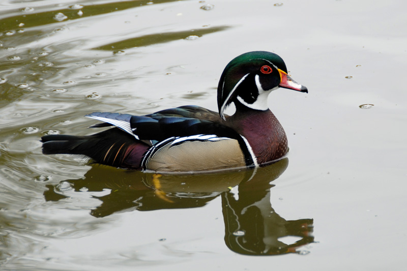 Woodduck.jpg