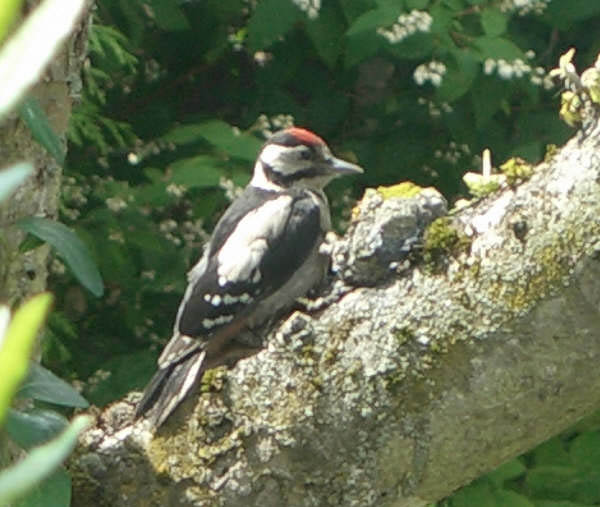 Woodpecker by Roy Shannon.jpg