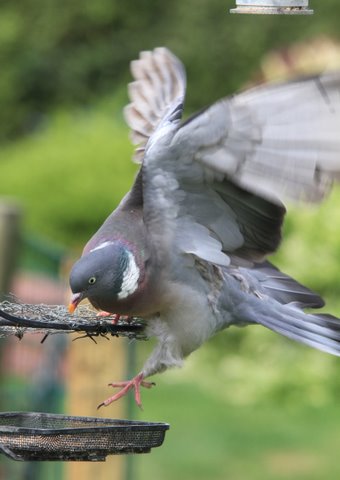 Woodpigeon by Derek.JPG