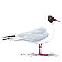 RSPB Black Headed Gull