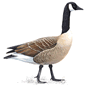 RSPB Canada_Goose