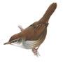 RSPB Cetti's Warbler