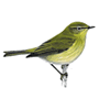 RSPB Chiffchaff