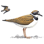 RSPB Little Ringed Plover