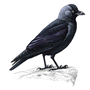 RPSB Jackdaw