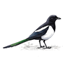 RSPB Magpie